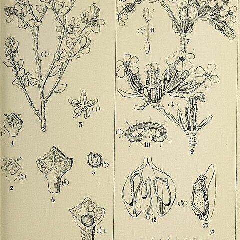 Atriplex crassipes unspecified picture