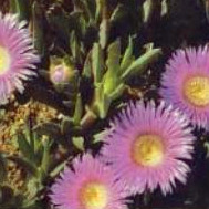 Carpobrotus muirii unspecified picture