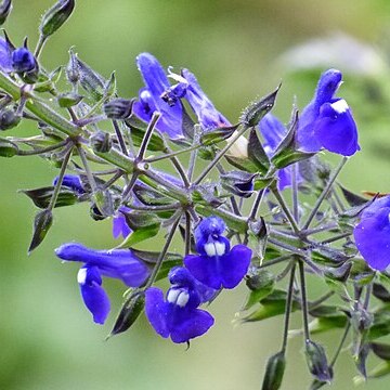 Salvia amethystina unspecified picture