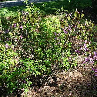 Rhododendron capitatum unspecified picture