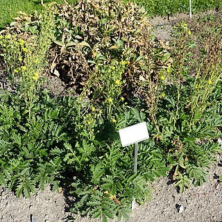 Potentilla tanacetifolia unspecified picture