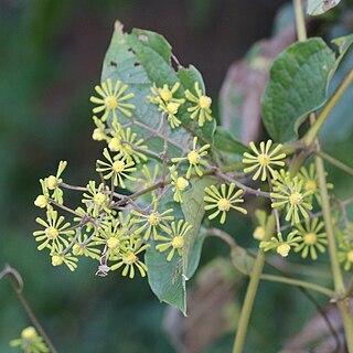 Clematis zeylanica unspecified picture