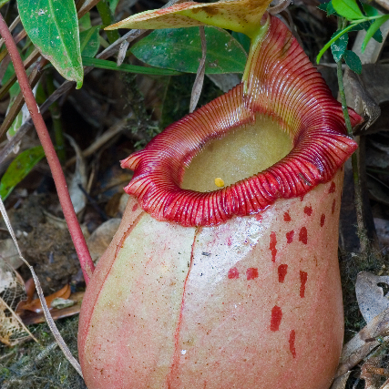 Nepenthes sibuyanensis unspecified picture