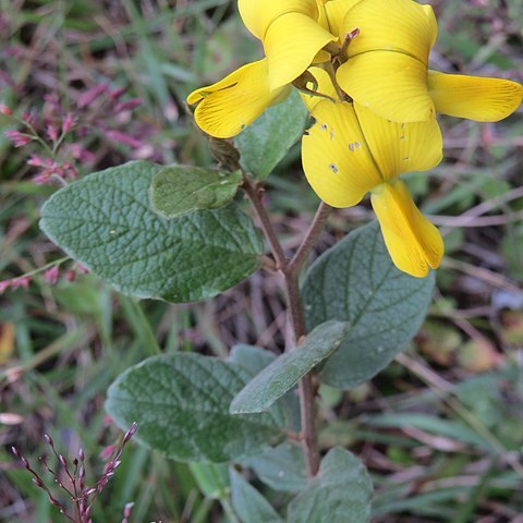 Crotalaria obtecta unspecified picture