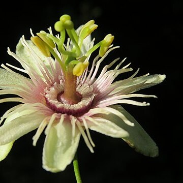 Passiflora leschenaultii unspecified picture