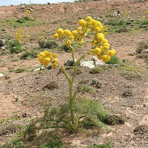 Ferula lancerotensis unspecified picture