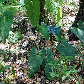 Anthurium lucens unspecified picture