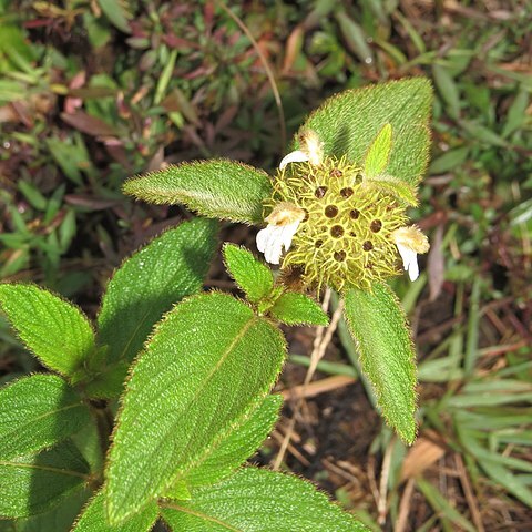 Leucas lamiifolia unspecified picture