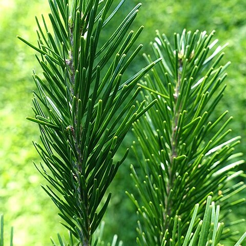 Abies sachalinensis var. mayriana unspecified picture