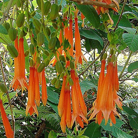 Fuchsia dependens unspecified picture