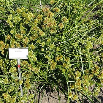 Cyperus glaber unspecified picture