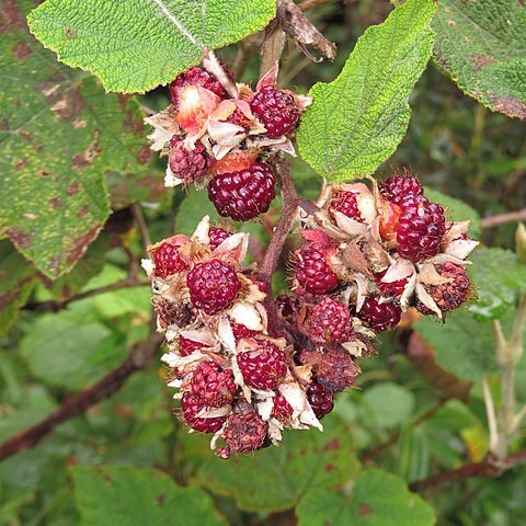 Rubus fairholmianus unspecified picture