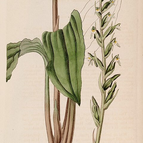 Pelexia adnata unspecified picture