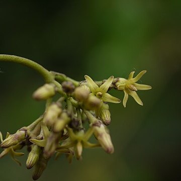 Parsonsia alboflavescens unspecified picture