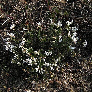 Asperula tephrocarpa unspecified picture