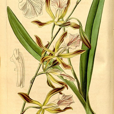 Encyclia phoenicea unspecified picture