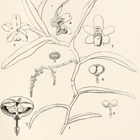 Cleisostoma uraiense unspecified picture