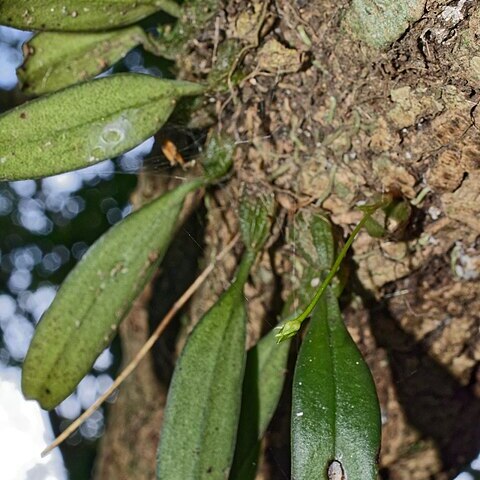 Bulbophyllum setaceum unspecified picture