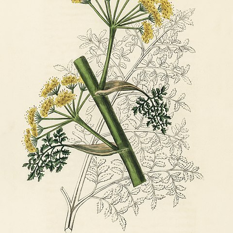 Ferula persica unspecified picture