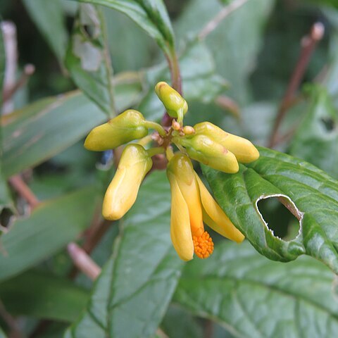 Polygala arillata unspecified picture