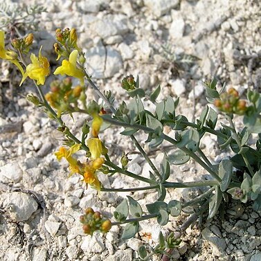 Linaria cretacea unspecified picture