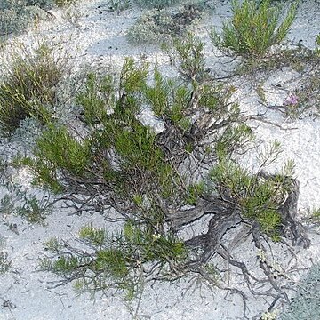 Artemisia salsoloides unspecified picture