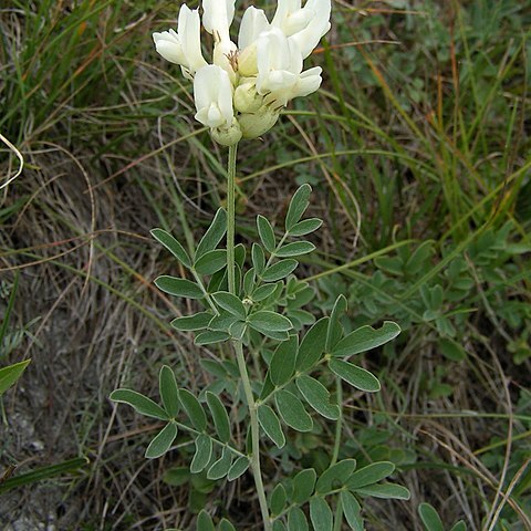 Astragalus albicaulis unspecified picture