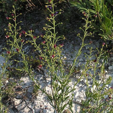 Scrophularia cretacea unspecified picture