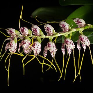 Masdevallia superbiens unspecified picture