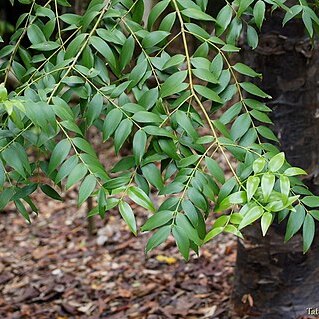 Agathis atropurpurea unspecified picture