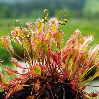 Drosera x obovata unspecified picture