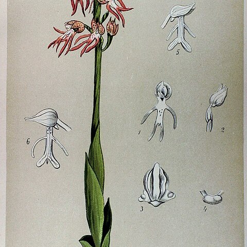 Orchis x bergoni unspecified picture