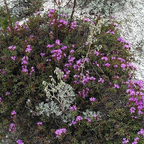 Artemisia hololeuca unspecified picture