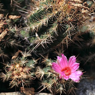 Thelocactus bicolor subsp. bicolor unspecified picture