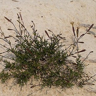 Silene cretacea unspecified picture