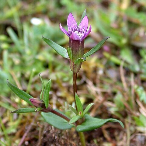 Gentianella uliginosa unspecified picture