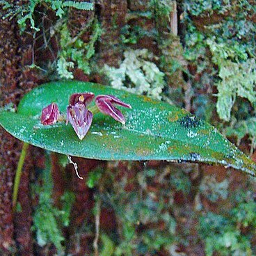 Pleurothallis cardiothallis unspecified picture