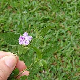 Ruellia repens unspecified picture