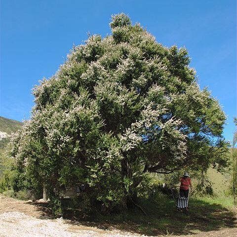 Kunzea ericoides unspecified picture