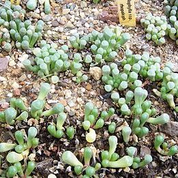 Fenestraria rhopalophylla unspecified picture