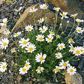 Anthemis cretica subsp. cretica unspecified picture