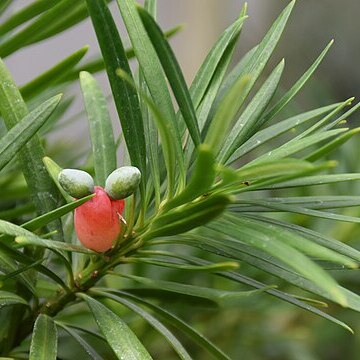 Podocarpus macrocarpus unspecified picture