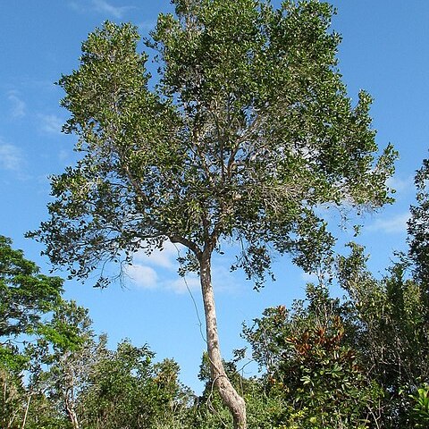 Chaetocarpus echinocarpus unspecified picture