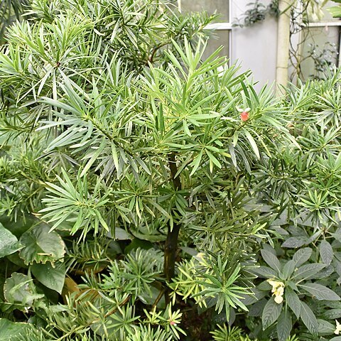 Podocarpus macrocarpus unspecified picture