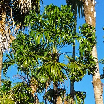 Thrinax parviflora unspecified picture