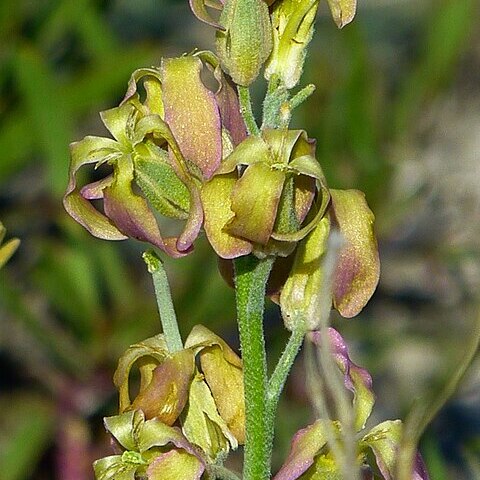 Matthiola fragrans unspecified picture