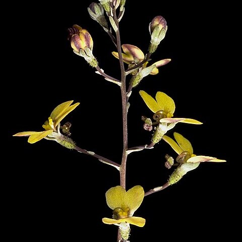 Stylidium angustifolium unspecified picture