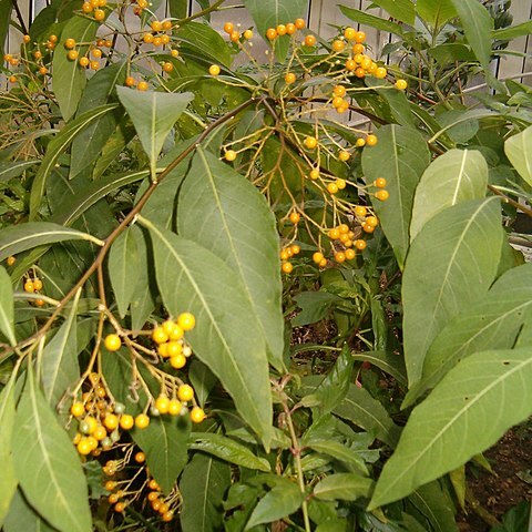 Solanum argentinum unspecified picture