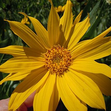 Wyethia amplexicaulis unspecified picture