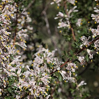 Petrophile biloba unspecified picture